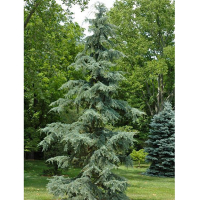 Кедр гималайский (Деодара) купить