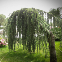 Кедр гималайский плакучий купить