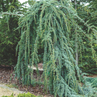 Кедр атлантический (атласский) 