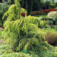 Кедр гималайский Голден Горизонт купить