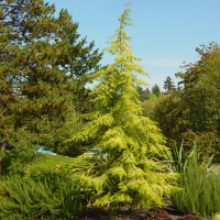 Кедр гималайский Aurea купить