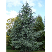 Кедр атлантический (атласский) Глаука купить