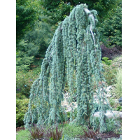 Кедр атлантический Глаука пендула купить