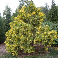 Кедр речной 