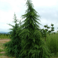 Кедр гималайский (Деодара) купить