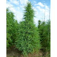 Кедр гімалайський купить