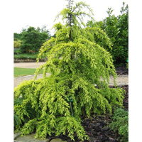 Кедр гималайский Голден Горизонт купить