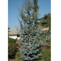 Кедр атлантический Глаука купить