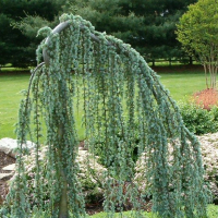 Кедр атлантичний Глаука пендула купить