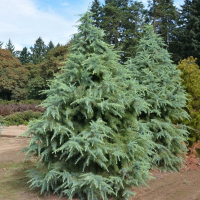 Кедр гималайский (Деодара) купить