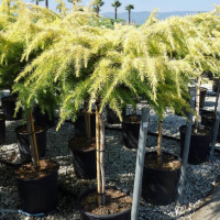 Кедр гімалайський Голден Горізонт купить