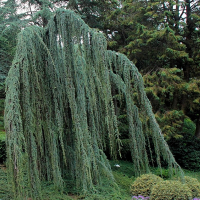 Кедр атлантический Глаука пендула на штамбе купить