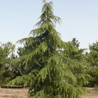 Кедр гималайский (Деодара) купить