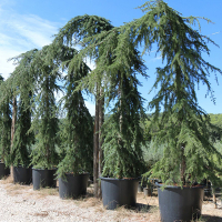 Кедр гималайский (деодара) пендула купить