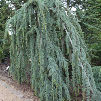 Кедр Атлантика Глаука пендула купить