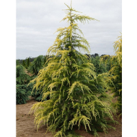 Кедр гималайский Aurea купить