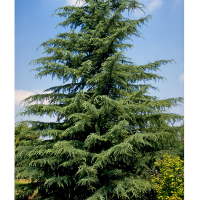 Кедр гималайский (Деодара) купить