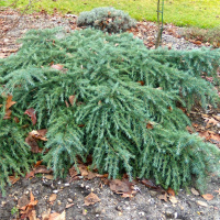 Кедр гімалайський Філін Блу купить