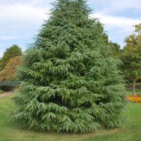 Кедр гималайский (Деодара) купить
