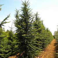 Кедр Ліванський купить