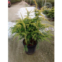 Кедр гималайский Голден Горизонт купить