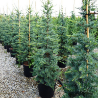 Кедр гімалайський Робуста Глаука купить