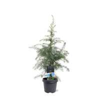 Кедр гималайский (Деодара) купить