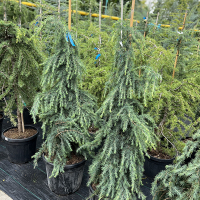 Кедр гімалайський Філін Блу купить