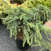 Кедр гімалайський Філін Блу купить