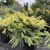 Кедр гімалайський Голден Орізон купить