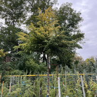 Кедр гималайский Голден Оризон штамб купить