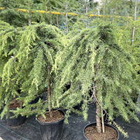 Кедр Гималайский Пендула штамб купить