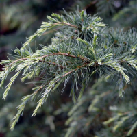 Кедр гималайский Блю Триумф купить