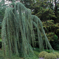 Кедр атлантичний (атласький) Глаука купить