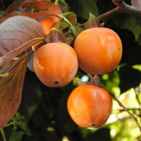 Хурма Джон Рик купить