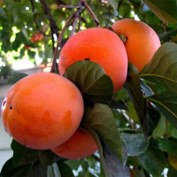 Хурма янтарна Гігант купить