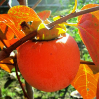 Хурма Гора Говерла купить