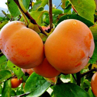 Хурма Гора Роман Кош купить