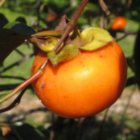 Хурма Королек купить