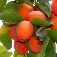 Хурма Лікерна купить