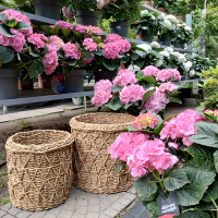 Кошик  кулий з  морських трав CON-4323 L купить