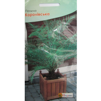 Пальма Королівська 5шт купить
