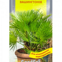 Пальма Вашингтонія Seedera 5 шт купить