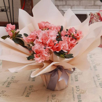 Подарункова упаковка рослин 70 купить