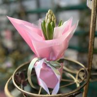 Подарункова упаковка рослин 70 купить