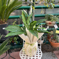 Подарункова упаковка рослин 100 купить