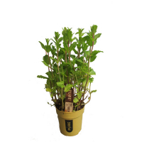 М'ята (Tuinker overig) купить