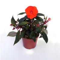 Бальзамин купить