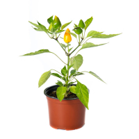 Перець купить