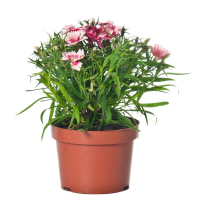 Гвоздика турецька купить